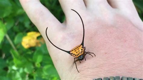 buffalo spider